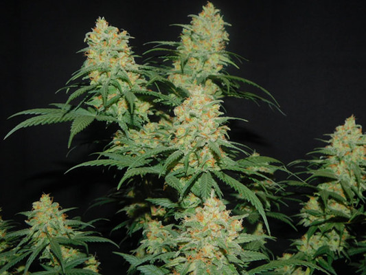 Lemon Power Haze (Zamnesia Seeds) feminizada