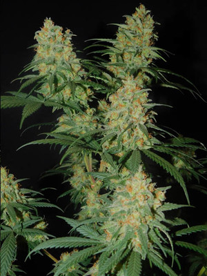 Lemon Power Haze (Zamnesia Seeds) feminizada