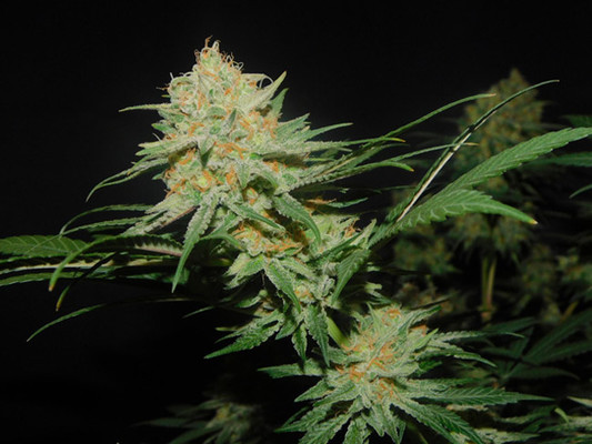 Lemon Power Haze (Zamnesia Seeds) feminizada