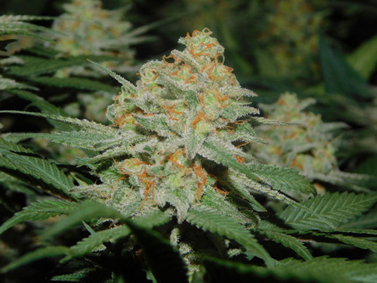 Lemon Power Haze (Zamnesia Seeds) feminizada