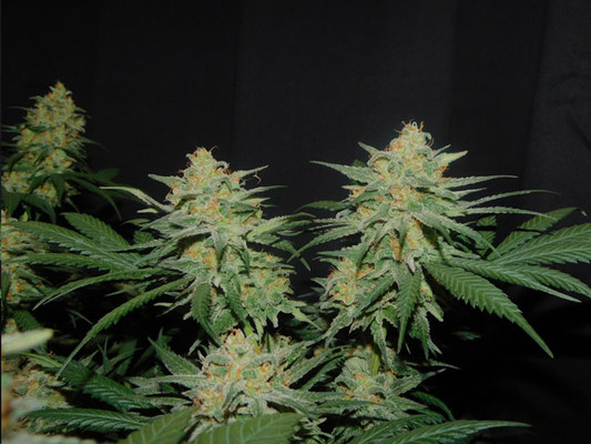 Lemon Power Haze (Zamnesia Seeds) feminizada