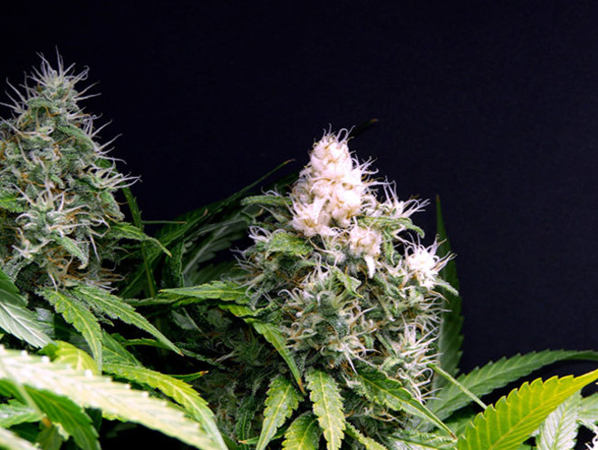 Lemon Power Haze (Zamnesia Seeds) feminizada