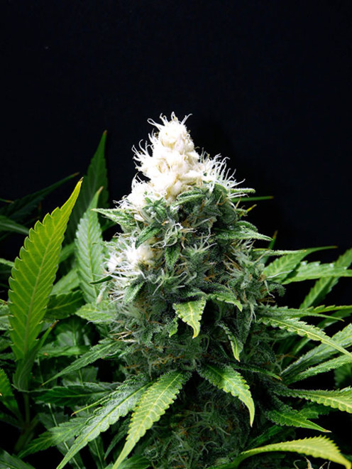 Lemon Power Haze (Zamnesia Seeds) feminizada