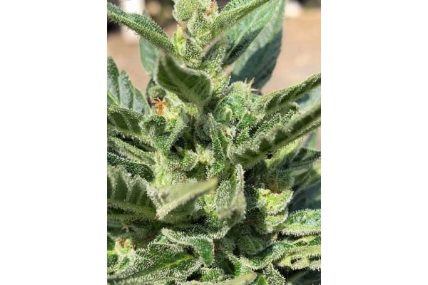 CBD Fix Auto (Zamnesia Seeds) feminizada CBD Fix Auto (Zamnesia Seeds) feminizada