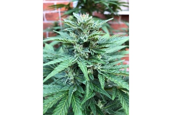 CBD Fix Auto (Zamnesia Seeds) feminizada CBD Fix Auto (Zamnesia Seeds) feminizada