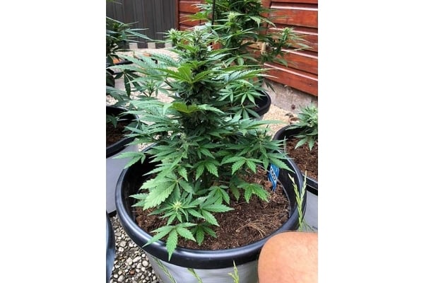 CBD Fix Auto (Zamnesia Seeds) feminizada CBD Fix Auto (Zamnesia Seeds) feminizada