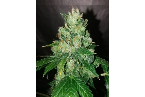 CBD Fix Auto (Zamnesia Seeds) feminizada CBD Fix Auto (Zamnesia Seeds) feminizada