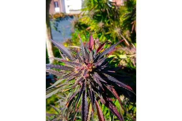 Blue Forest Berry (Growers Choice) feminizada Blue Forest Berry (Growers Choice) feminizada