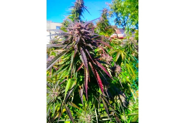 Blue Forest Berry (Growers Choice) feminizada Blue Forest Berry (Growers Choice) feminizada