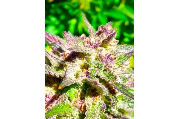 Blue Forest Berry (Growers Choice) feminizada Blue Forest Berry (Growers Choice) feminizada