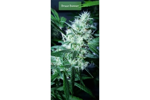 Bruce Banner 3 (Zamnesia Seeds) Feminizada Bruce Banner 3 (Zamnesia Seeds) Feminizada