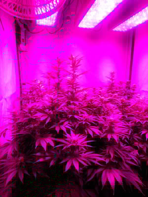Bruce Banner 3 (Zamnesia Seeds) Feminizada Bruce Banner 3 (Zamnesia Seeds) Feminizada