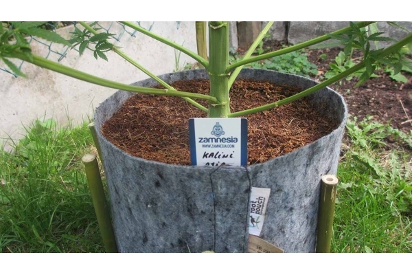 Kalini Asia (Zamnesia Seeds) Feminizada Kalini Asia (Zamnesia Seeds) Feminizada