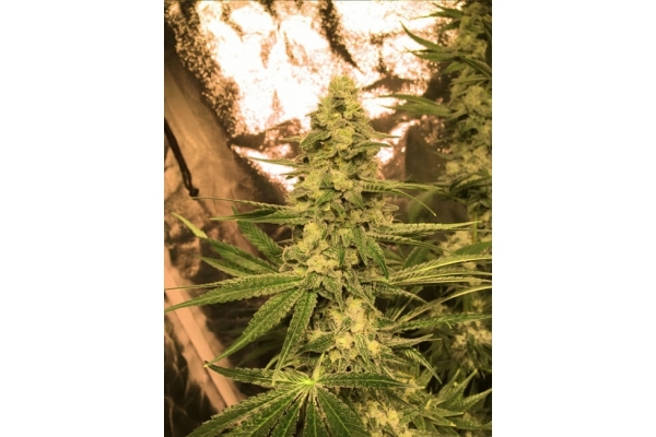 Larry Bird Kush (Zamnesia Seeds) Feminizada Larry Bird Kush (Zamnesia Seeds) Feminizada