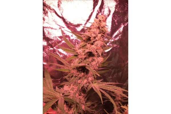 Larry Bird Kush (Zamnesia Seeds) Feminizada Larry Bird Kush (Zamnesia Seeds) Feminizada