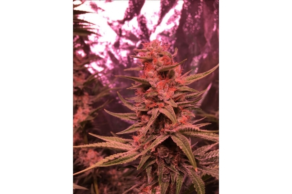 Larry Bird Kush (Zamnesia Seeds) Feminizada Larry Bird Kush (Zamnesia Seeds) Feminizada