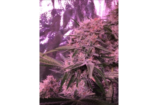 Larry Bird Kush (Zamnesia Seeds) Feminizada Larry Bird Kush (Zamnesia Seeds) Feminizada