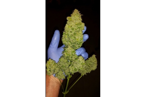 Larry Bird Kush (Zamnesia Seeds) Feminizada Larry Bird Kush (Zamnesia Seeds) Feminizada