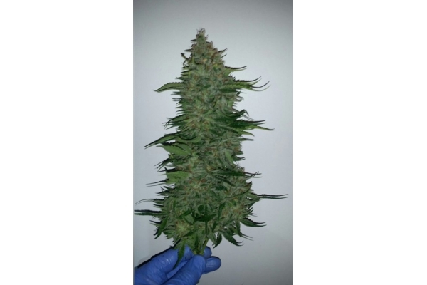 Larry Bird Kush (Zamnesia Seeds) Feminizada Larry Bird Kush (Zamnesia Seeds) Feminizada