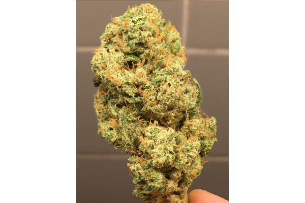 Larry Bird Kush (Zamnesia Seeds) Feminizada Larry Bird Kush (Zamnesia Seeds) Feminizada