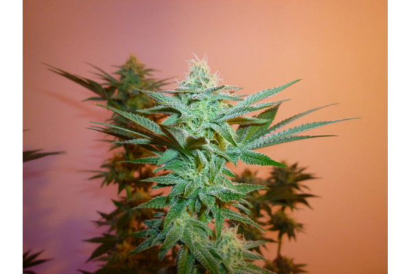 Larry Bird Kush (Zamnesia Seeds) Feminizada Larry Bird Kush (Zamnesia Seeds) Feminizada