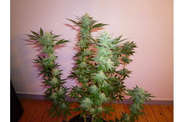 Larry Bird Kush (Zamnesia Seeds) Feminizada Larry Bird Kush (Zamnesia Seeds) Feminizada
