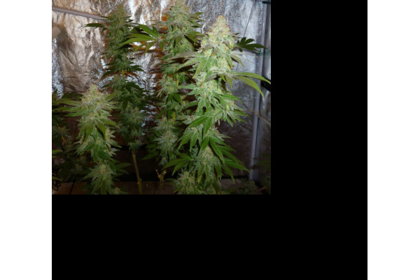 Larry Bird Kush (Zamnesia Seeds) Feminizada Larry Bird Kush (Zamnesia Seeds) Feminizada