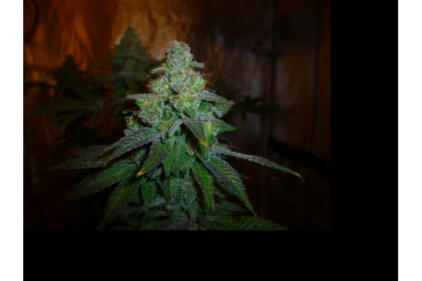 Larry Bird Kush (Zamnesia Seeds) Feminizada Larry Bird Kush (Zamnesia Seeds) Feminizada