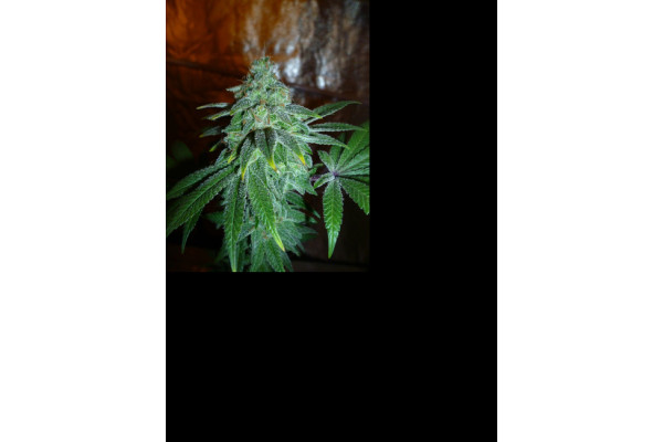 Larry Bird Kush (Zamnesia Seeds) Feminizada Larry Bird Kush (Zamnesia Seeds) Feminizada