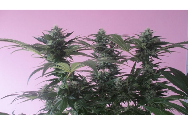 Sticky Beast (Zamnesia Seeds) feminizada Sticky Beast (Zamnesia Seeds) feminizada