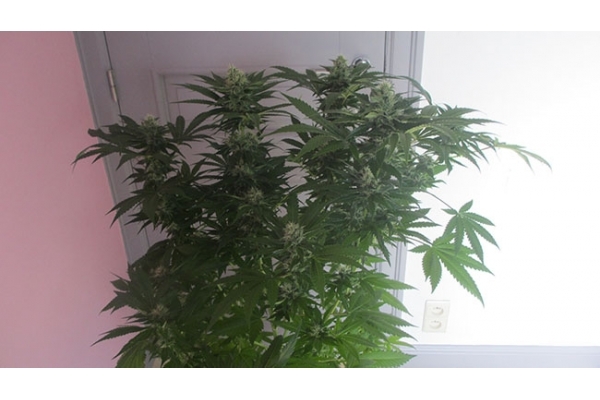Sticky Beast (Zamnesia Seeds) feminizada Sticky Beast (Zamnesia Seeds) feminizada