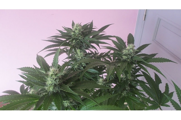 Sticky Beast (Zamnesia Seeds) feminizada Sticky Beast (Zamnesia Seeds) feminizada