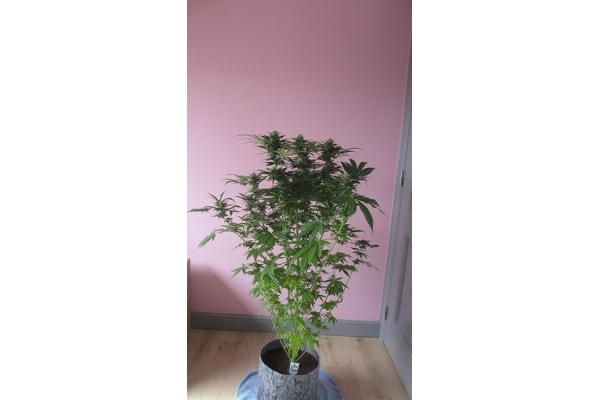 Sticky Beast (Zamnesia Seeds) feminizada Sticky Beast (Zamnesia Seeds) feminizada
