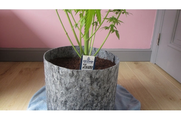 Sticky Beast (Zamnesia Seeds) feminizada Sticky Beast (Zamnesia Seeds) feminizada