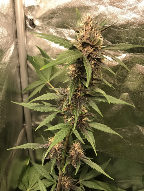 Auto Purple CousKush (Zamnesia Seeds) Feminizada Auto Purple CousKush (Zamnesia Seeds) Feminizada