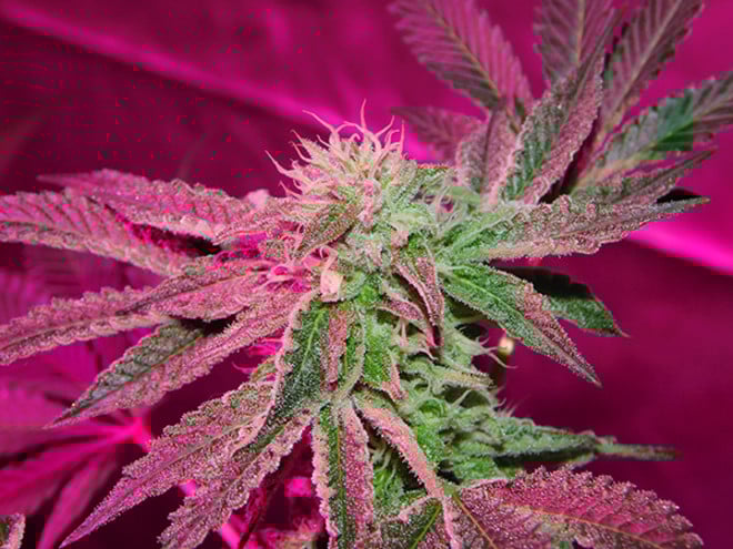 Gelato (Zamnesia Seeds) feminizada