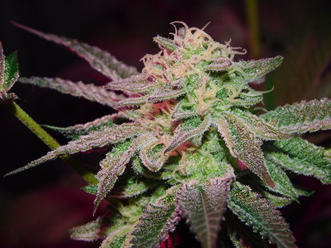 Gelato (Zamnesia Seeds) feminizada