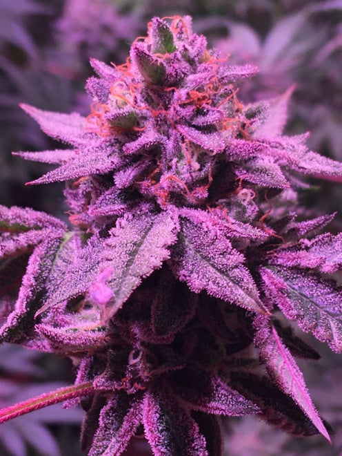 Gelato (Zamnesia Seeds) feminizada