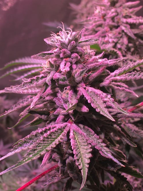 Gelato (Zamnesia Seeds) feminizada