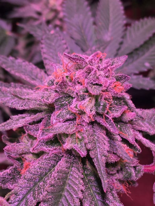 Gelato (Zamnesia Seeds) feminizada