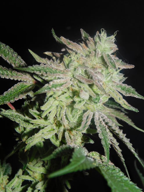 Gelato (Zamnesia Seeds) feminizada