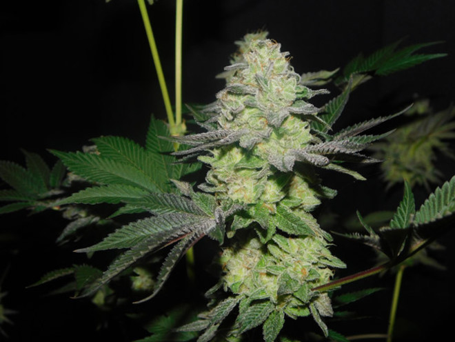 Gelato (Zamnesia Seeds) feminizada