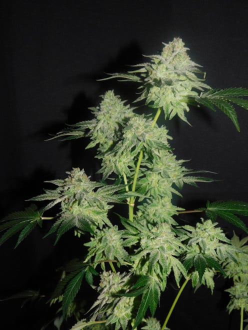 Gelato (Zamnesia Seeds) feminizada