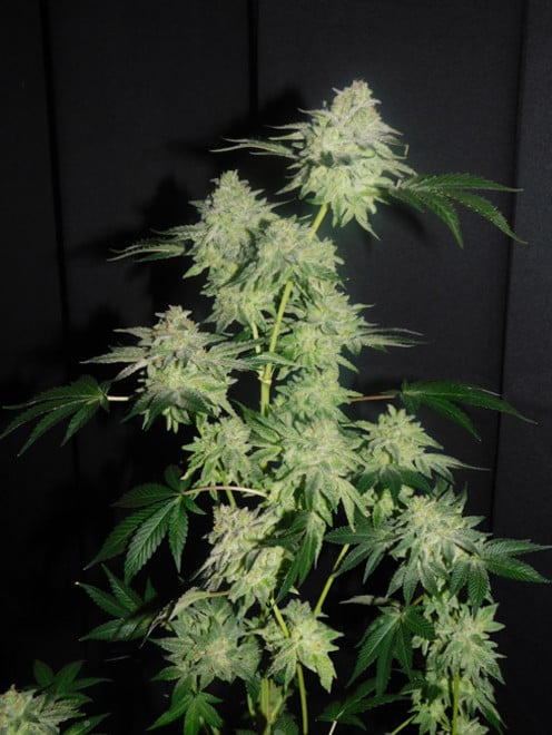 Gelato (Zamnesia Seeds) feminizada