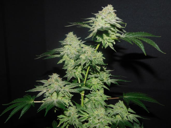 Gelato (Zamnesia Seeds) feminizada