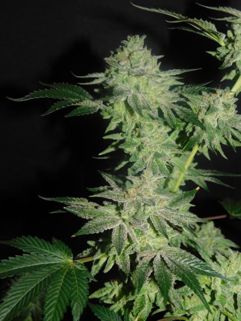 Gelato (Zamnesia Seeds) feminizada
