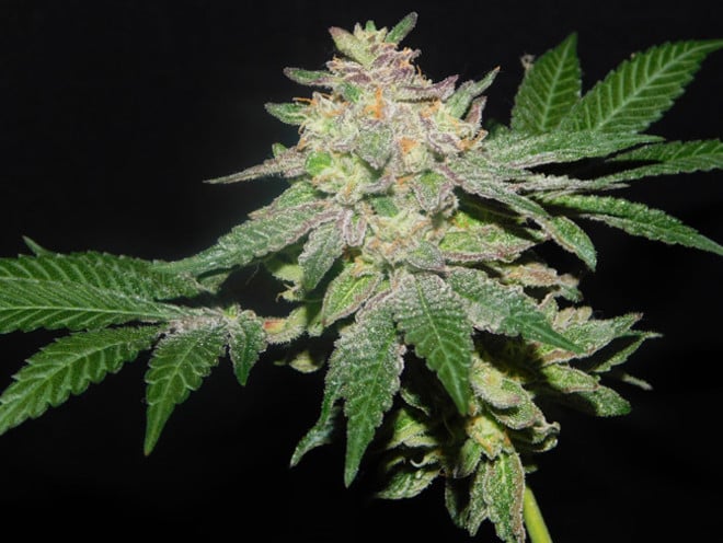 Gelato (Zamnesia Seeds) feminizada