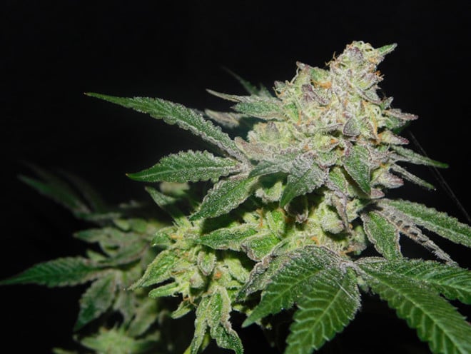 Gelato (Zamnesia Seeds) feminizada