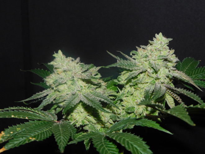 Gelato (Zamnesia Seeds) feminizada