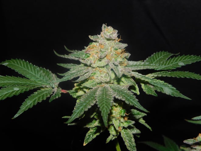 Gelato (Zamnesia Seeds) feminizada